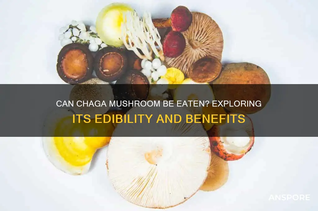 can chaga mushroom be eaten