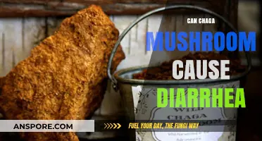 Can Chaga Mushroom Cause Diarrhea? Exploring Side Effects and Safety