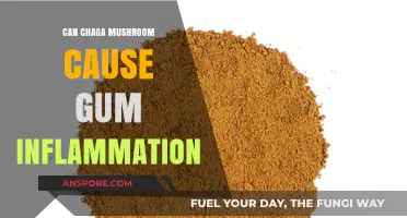 Chaga Mushroom and Gum Health: Exploring Potential Inflammation Risks