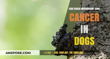 Chaga Mushroom's Potential: Can It Cure Cancer in Dogs?