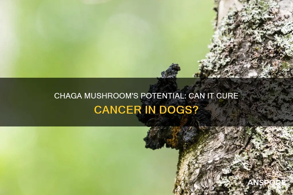 can chaga mushroom cure cancer in dogs