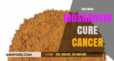 Chaga Mushroom and Cancer: Exploring Potential Benefits and Limitations