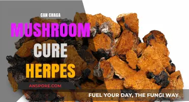 Chaga Mushroom and Herpes: Exploring Potential Benefits and Limitations