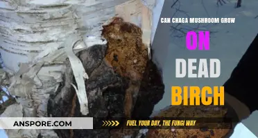 Can Chaga Mushroom Thrive on Dead Birch Trees? Exploring the Fungus