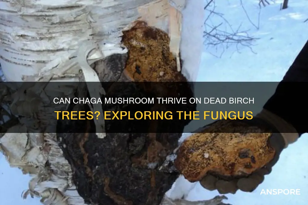 can chaga mushroom grow on dead birch