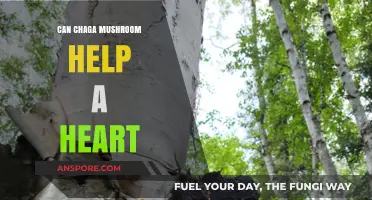 Chaga Mushroom Benefits: Can It Support Heart Health Naturally?