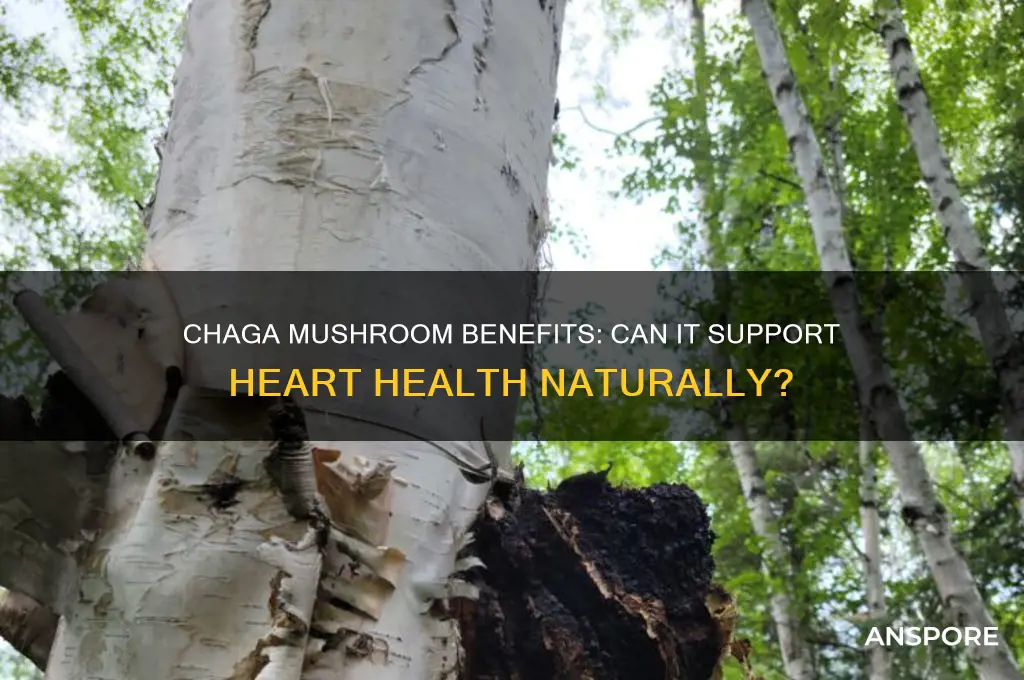 can chaga mushroom help a heart