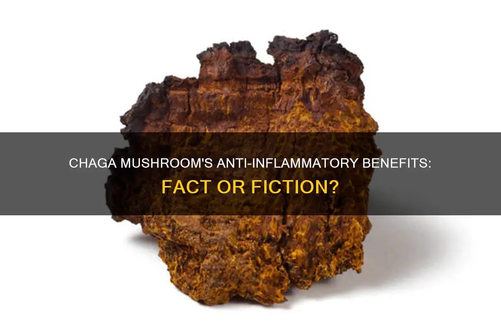 can chaga mushroom reduce inflamation