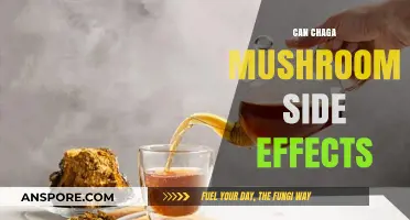 Chaga Mushroom Side Effects: What You Need to Know Before Use
