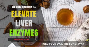 Chaga Mushroom Tea: Potential Impact on Liver Enzyme Levels Explored
