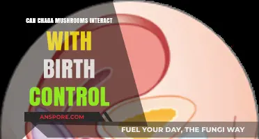 Chaga Mushrooms and Birth Control: Potential Interactions Explained