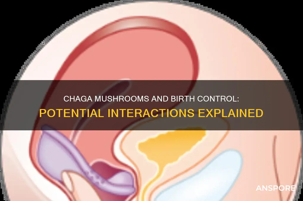 can chaga mushrooms interact with birth control
