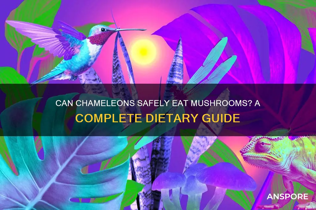 can chameleons eat mushrooms