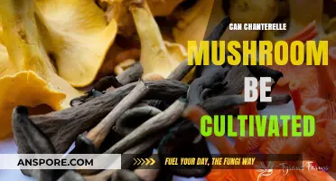 Cultivating Chanterelles: Unlocking the Secrets of Growing Wild Mushrooms