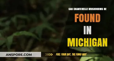 Discovering Chanterelle Mushrooms in Michigan's Forests: A Forager's Guide