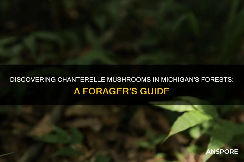 can chanterelle mushrooms be found in michigan