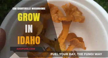 Chanterelle Mushrooms in Idaho: Can They Thrive in Gem State Soil?