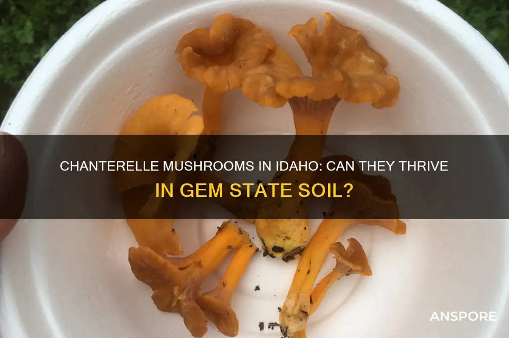 can chanterelle mushrooms grow in idaho