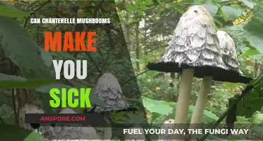 Can Chanterelle Mushrooms Cause Illness? Risks and Safe Consumption Tips