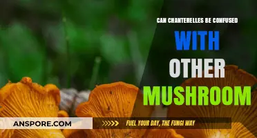 Chanterelles vs. Lookalikes: Identifying Mushrooms Safely in the Wild