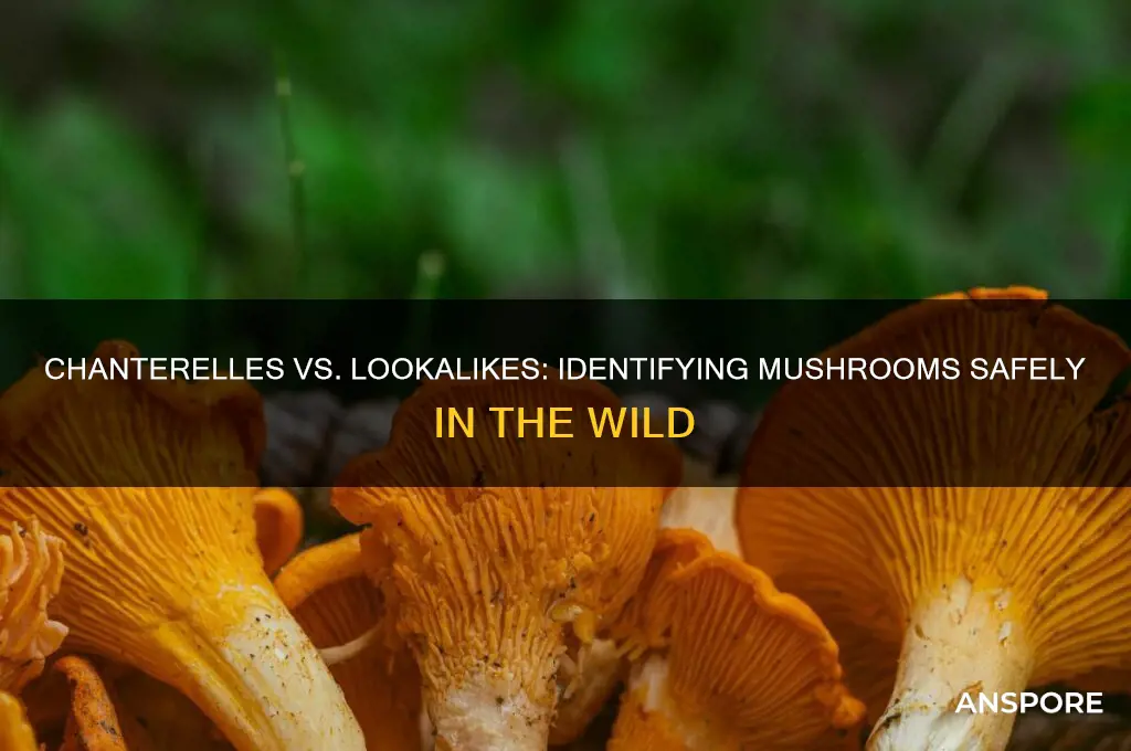 can chanterelles be confused with other mushroom