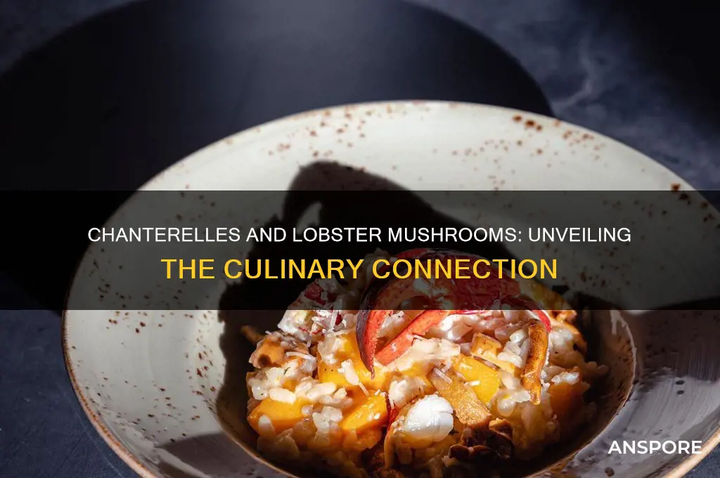 can chanterells make lobster mushrooms