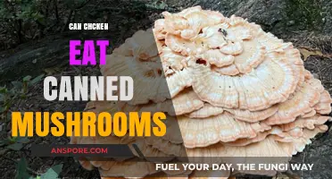 Can Chickens Safely Eat Canned Mushrooms? A Feeding Guide