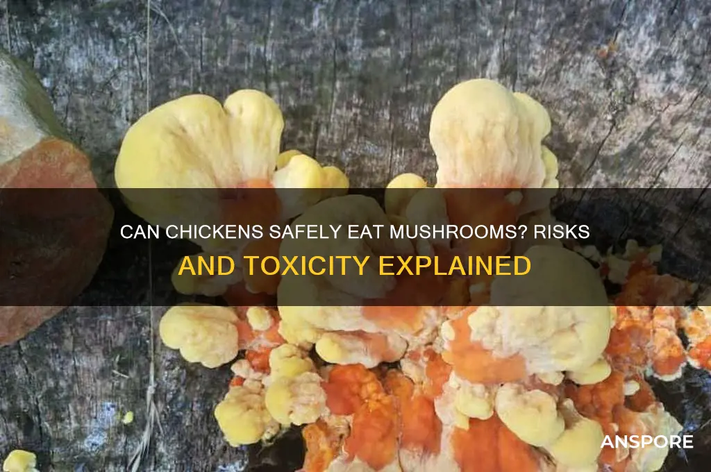 can chickens die from eating mushrooms