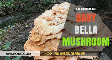 Can Chickens Safely Eat Baby Bella Mushrooms? A Feeding Guide