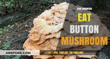 Can Chickens Safely Eat Button Mushrooms? A Feeding Guide