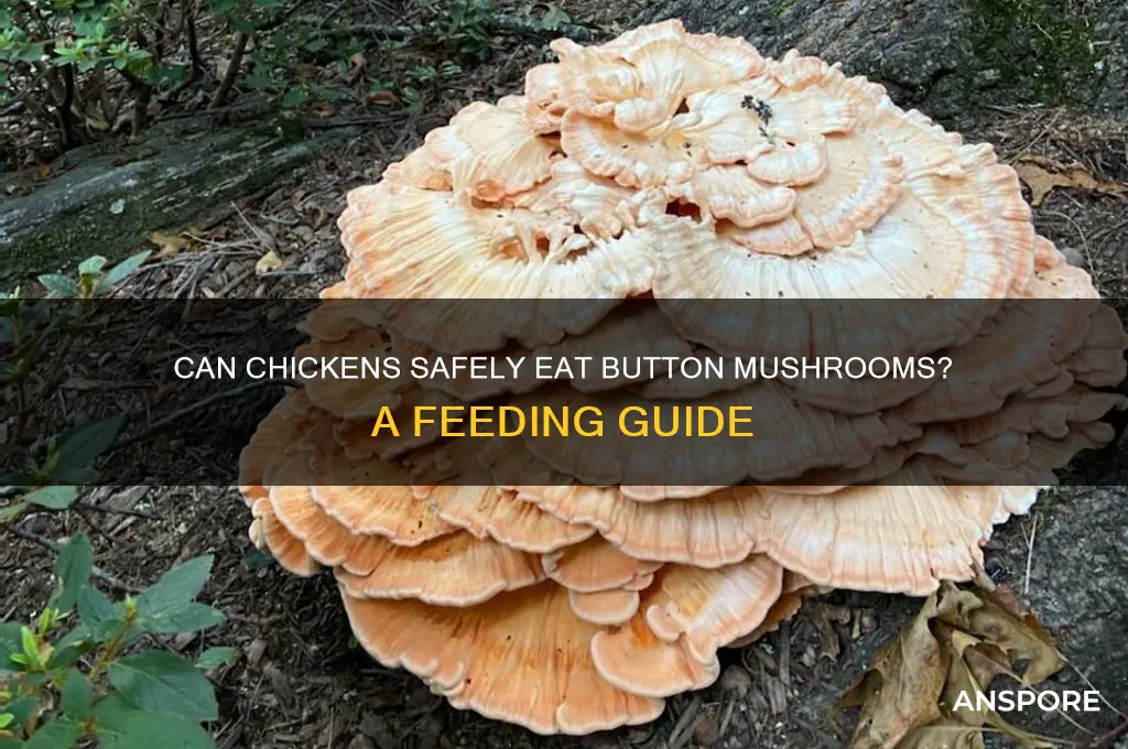 can chickens eat button mushrooms