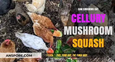 Chickens and Cellury Mushrooms Squash: Safe Feeding Guide