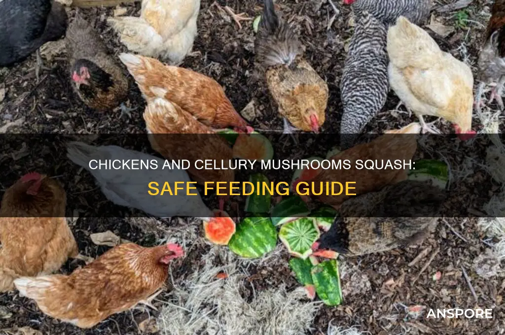 can chickens eat cellury mushrooms squash