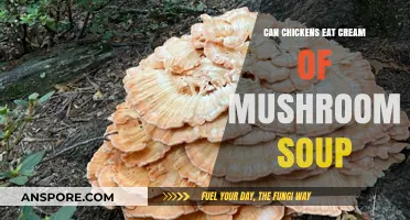 Can Chickens Safely Eat Cream of Mushroom Soup? Find Out!