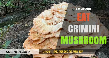Can Chickens Safely Eat Crimini Mushrooms? A Feeding Guide