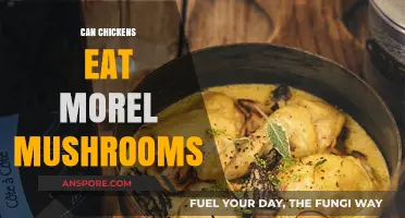 Can Chickens Safely Eat Morel Mushrooms? A Feeding Guide