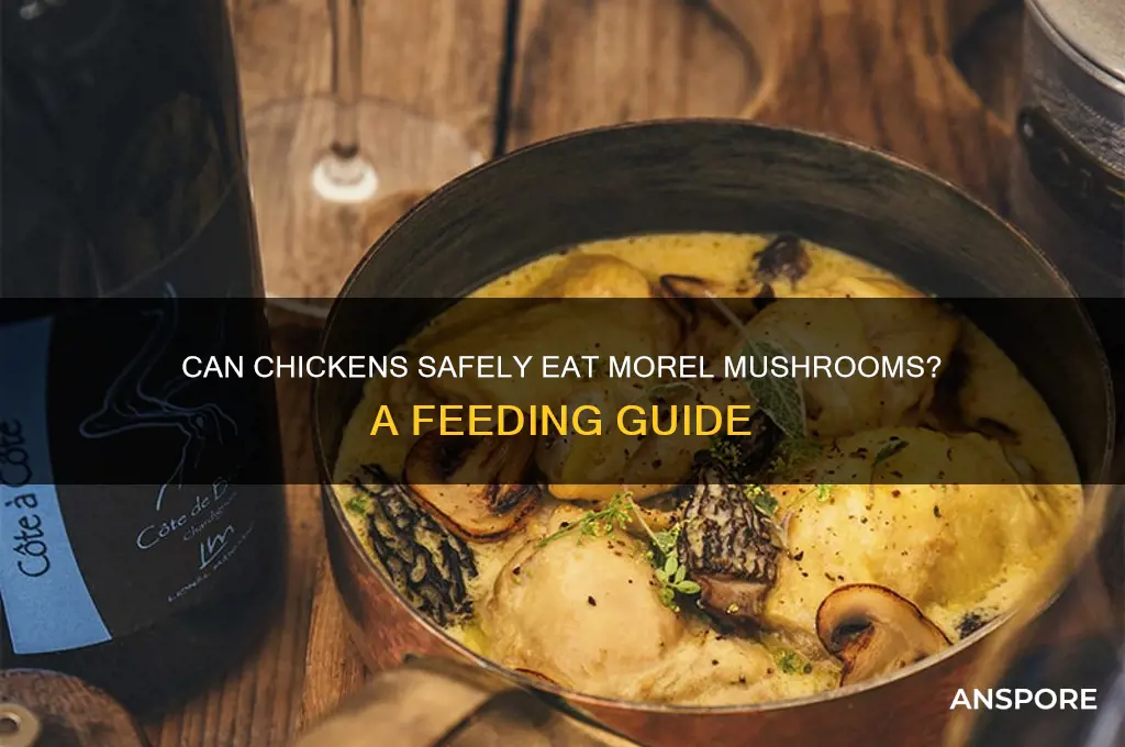 can chickens eat morel mushrooms