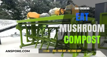 Can Chickens Safely Eat Mushroom Compost? A Complete Feeding Guide