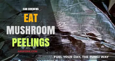 Can Chickens Safely Eat Mushroom Peelings? A Feeding Guide