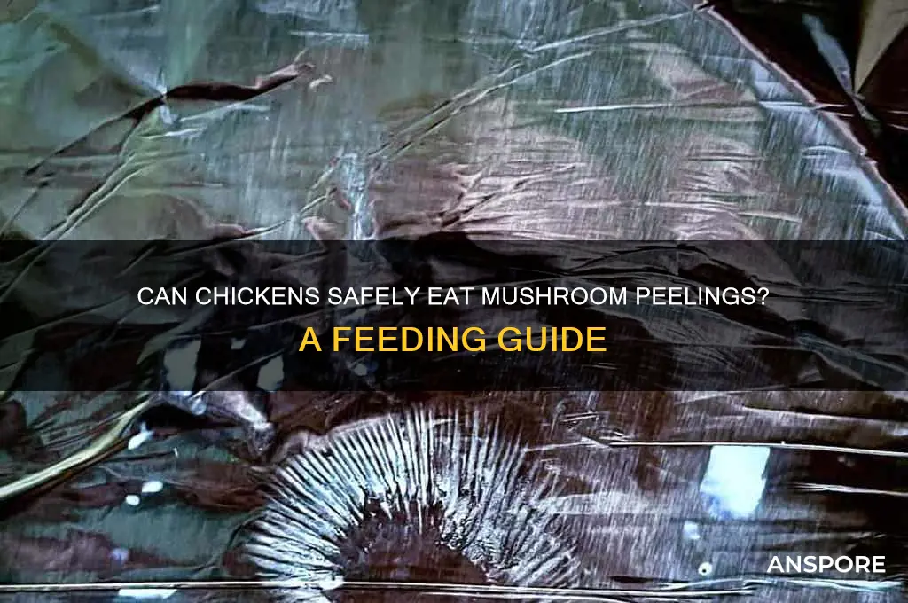 can chickens eat mushroom peelings