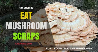Can Chickens Safely Eat Mushroom Scraps? A Feeding Guide