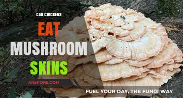 Can Chickens Safely Eat Mushroom Skins? A Complete Feeding Guide