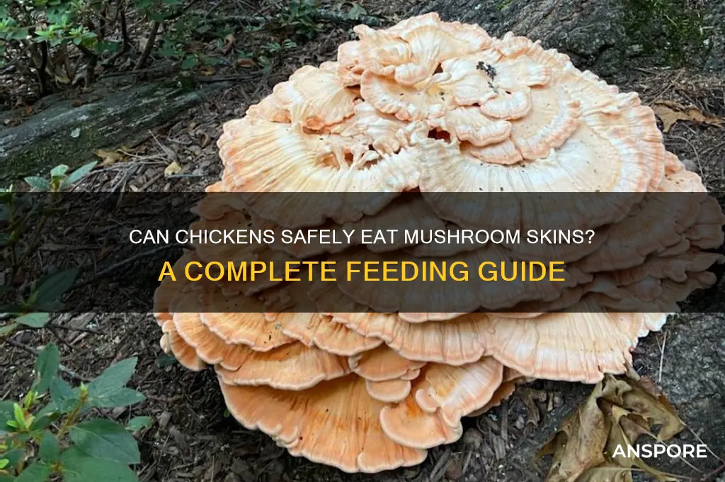 can chickens eat mushroom skins
