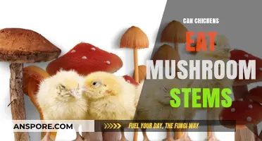 Can Chickens Safely Eat Mushroom Stems? A Complete Guide