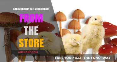 Can Store-Bought Mushrooms Be Safely Fed to Chickens?