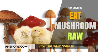 Can Chickens Safely Eat Raw Mushrooms? A Complete Guide