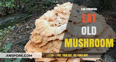 Can Chickens Safely Eat Old Mushrooms? A Feeding Guide