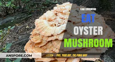 Can Chickens Safely Eat Oyster Mushrooms? A Feeding Guide