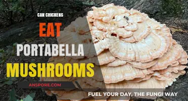 Can Chickens Safely Eat Portabella Mushrooms? A Feeding Guide