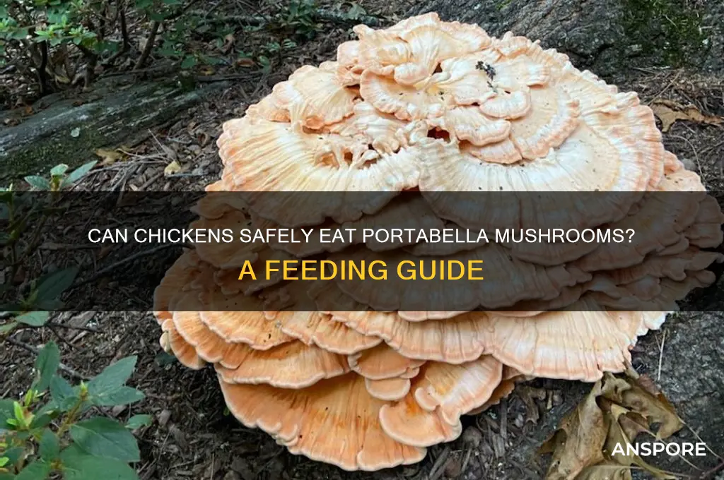 can chickens eat portabella mushrooms